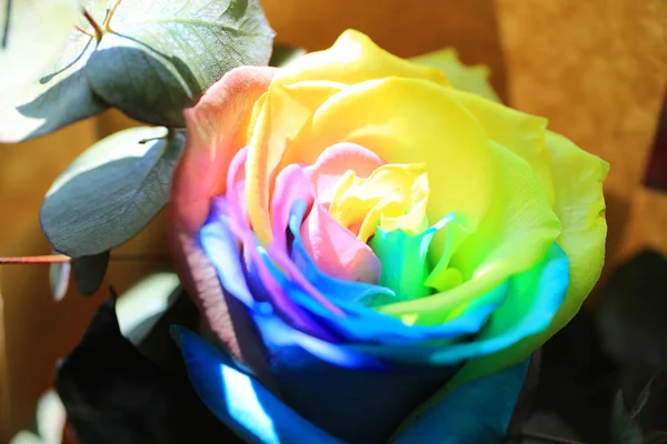 Colorful Rose Multicolor Valentine Day — Zdjęcie stockowe