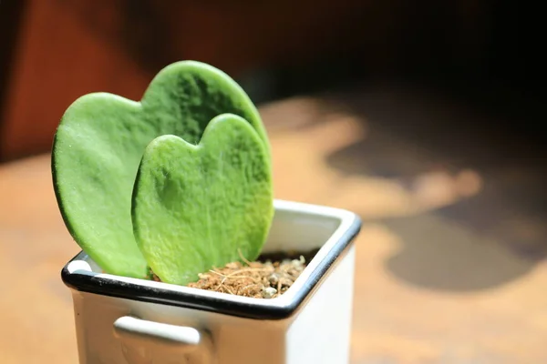 heart shaped potted plant on the desk