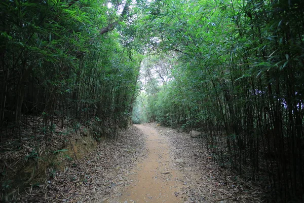 Bambu Ormanlarında Yol Sai Kung Hong Kong — Stok fotoğraf