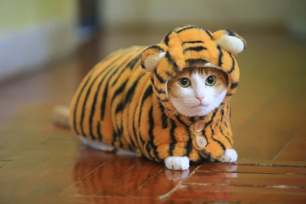 Jengibre Gato Vestido Como Tigre Año Nuevo — Foto de Stock
