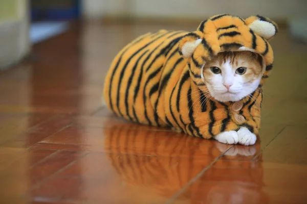 过年的时候 姜猫穿得像老虎 — 图库照片