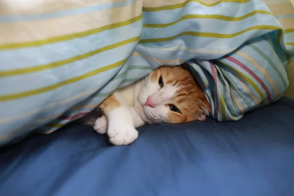 Tamkatt Gömma Sig Filten För Lunch Sömn Och Inte Vill — Stockfoto