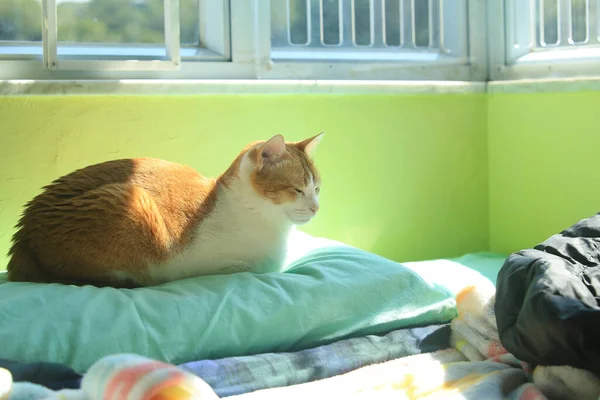 Рыжая Кошка Смотрит Через Окно Улицу Спит — стоковое фото