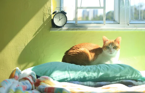 Gatto Rossiccio Guardare Vista Sulla Strada Attraverso Finestra Con Sfondo — Foto Stock