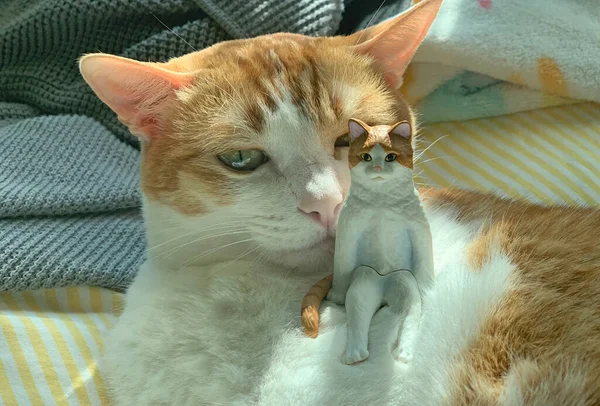 Katze Lächelt Die Katzenpuppe Wie Sich Selbst — Stockfoto