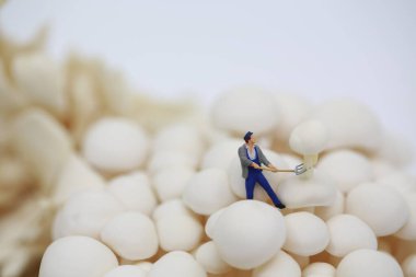 Çiftçi mantar tarlasında çalışıyor.