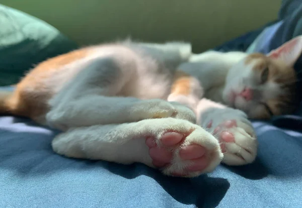 Jengibre Gato Somnoliento Siesta Cama — Foto de Stock