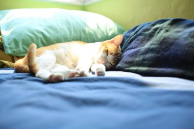 Kızıl yatakta uyumaya hazır.