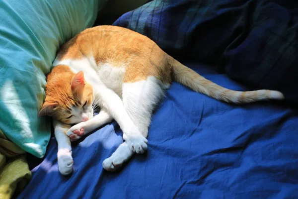 Ginger Ready Sleep Bed — Stock Photo, Image