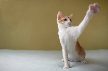 Beyaz arka planda küçük sevimli kedi yavrusu elini kaldır.