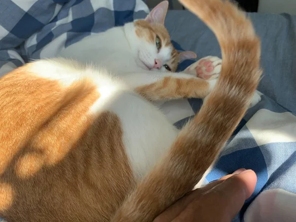 Lindo Gato Durmiendo Sofá —  Fotos de Stock