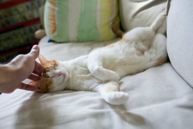 Kedi, sahibinin başına dokunmaktan zevk alır.