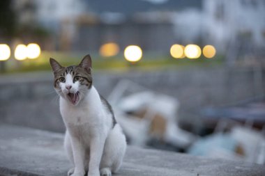 Beyaz göbekli tekir kedi sahil kenarındaki balıkçı köyünde yürüyor.