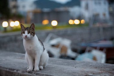 Beyaz göbekli tekir kedi sahil kenarındaki balıkçı köyünde yürüyor.