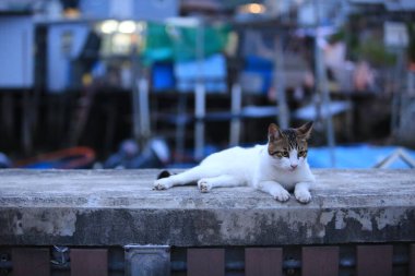 Beyaz göbekli tekir kedi akşam kıyı şeridinin yakınındaki balıkçı köyünde yürüyor.