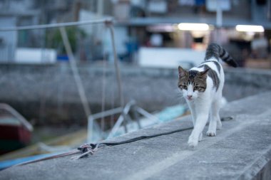Beyaz göbekli tekir kedi akşam kıyı şeridinin yakınındaki balıkçı köyünde yürüyor.