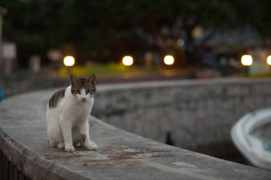 Beyaz göbekli tekir kedi akşam kıyı şeridinin yakınındaki balıkçı köyünde yürüyor.