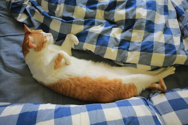 Κοκκινοτρίχη Γάτα Κοιμάται Διασκεδαστικό Τρόπο — Φωτογραφία Αρχείου