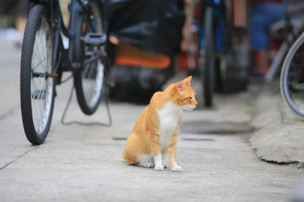 Gatto Zenzero Fare Una Passeggiata Nel Villaggio Strada — Foto Stock