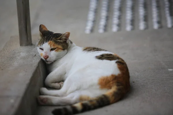 Calico Macska Feküdt Faluban Hong Kong Tai — Stock Fotó