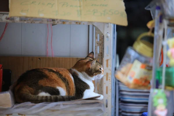 卡利科猫躲在商店里 — 图库照片