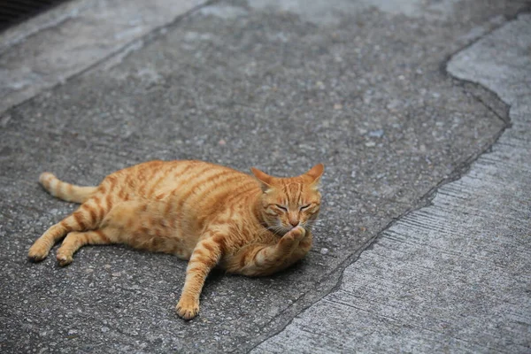 Ingwer Tabby Katze Auf Dem Boden Liegend Reinigen Sie Sich — Stockfoto