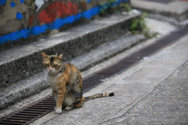 Hong Kong 'daki Tai O köyünde tatlı bir kedi.