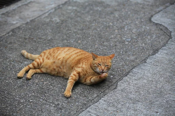 Ingwer Tabby Katze Auf Dem Boden Liegend Reinigen Sie Sich — Stockfoto