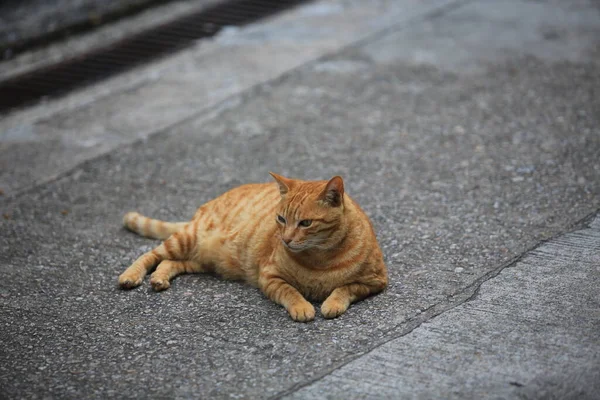 Rudy Tabby Kot Leżący Podłodze — Zdjęcie stockowe