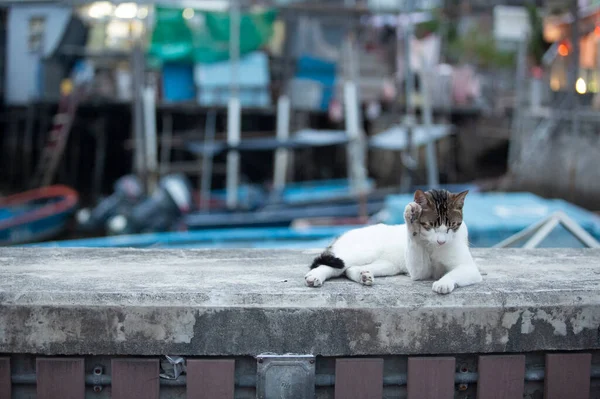 傍晚时分 一只长着白腹的胖胖的猫在海边的渔村附近散步 — 图库照片