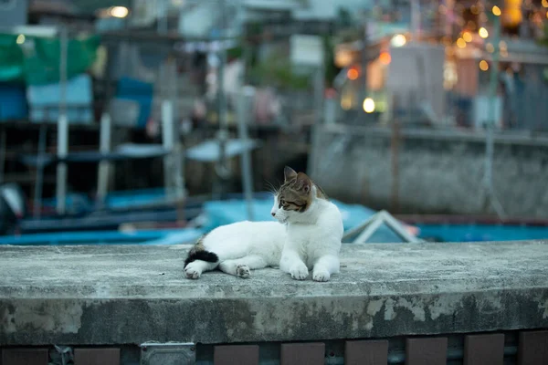 夕方海岸線近くの漁村の周りを白い腹を持つタビー猫 — ストック写真