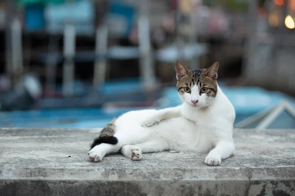 Tabby Macska Val Fehér Has Séta Körül Halászati Falu Közel — Stock Fotó