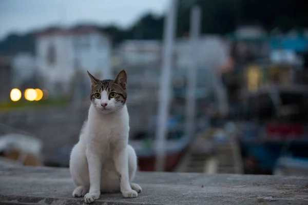 Tabby Cat White Belly Walk Fishery Village Coastline — Stock Photo, Image