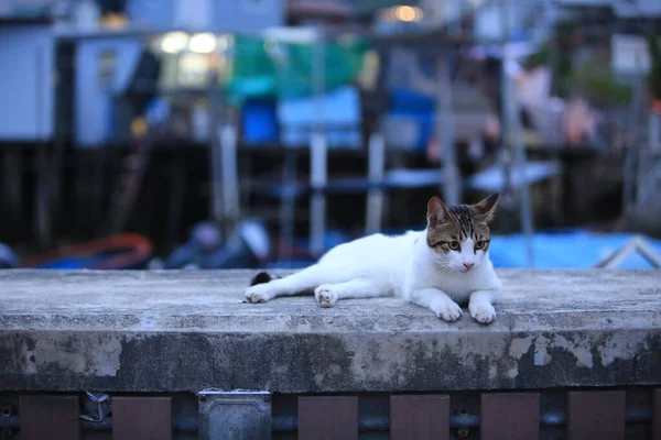 Beyaz göbekli tekir kedi akşam kıyı şeridinin yakınındaki balıkçı köyünde yürüyor.