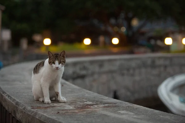 傍晚时分 一只长着白腹的胖胖的猫在海边的渔村附近散步 — 图库照片