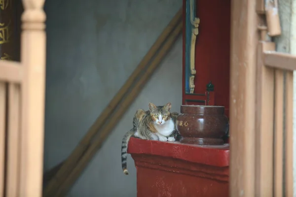 Świątynny Kot Rozejrzeć Się Tai Wsi — Zdjęcie stockowe