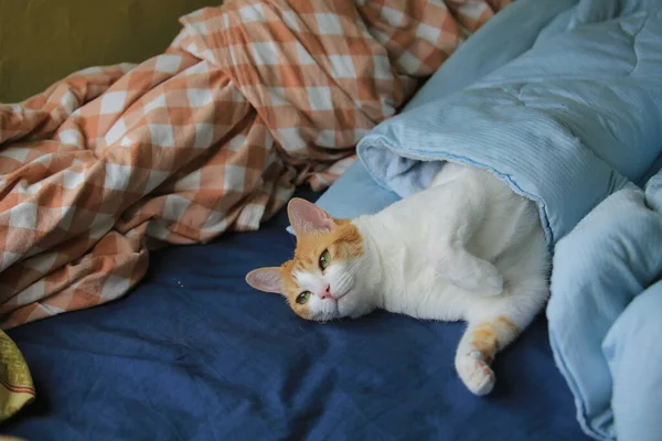 Ленивый Рыжий Кот Прячется Одеяле — стоковое фото