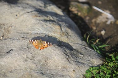Kelebek adı Vanessa Cardui ya da boyalı kadın.