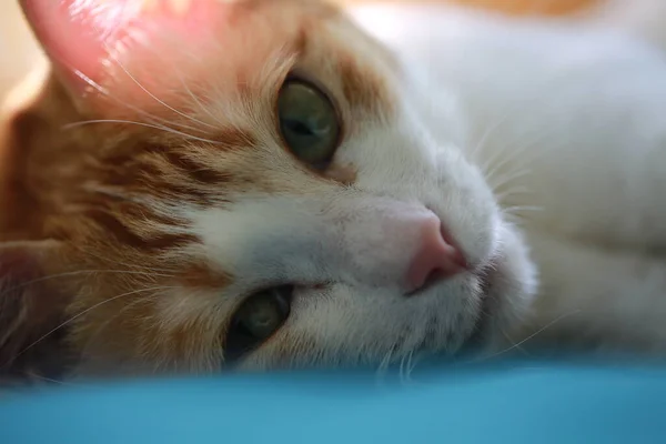 Sad Ginger Cat Home Feel Sad Unhappy — Stockfoto