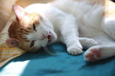 ginger cat feel sick on bed