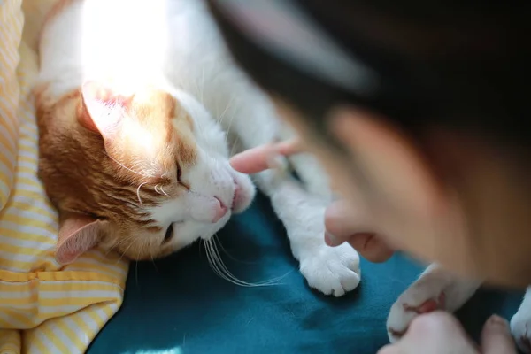 Ginger Cat Feel Sick Bed — 图库照片