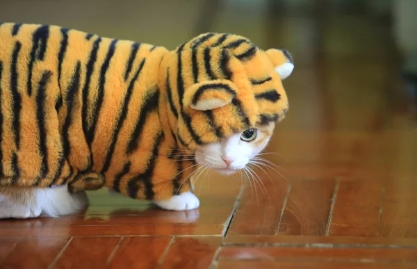 Τζίντζερ Φόρεμα Γάτας Σαν Τίγρης Νέο Έτος — Φωτογραφία Αρχείου