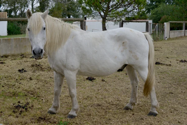 Pequeño caballo blanco . — Foto de Stock