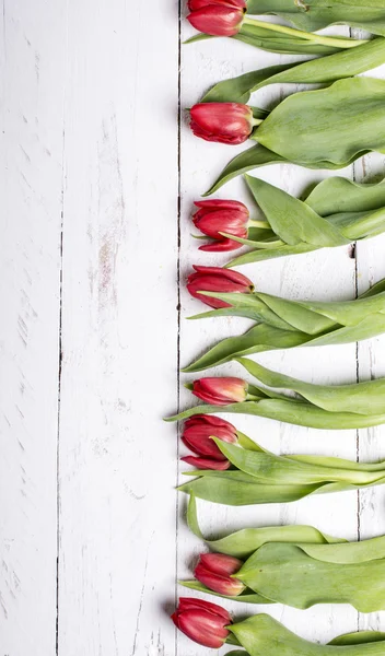 Tulipes sur planches de bois blanc eves — Photo