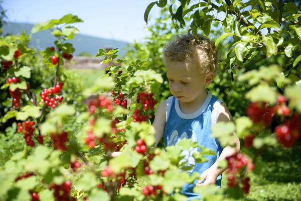Kind plukken krenten in de tuin — Stockfoto