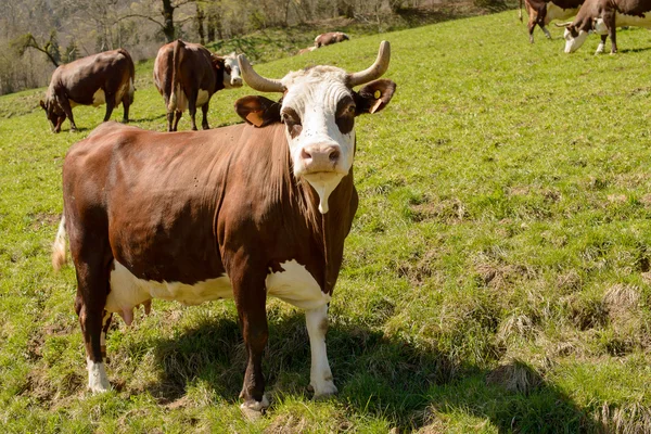 Vacas em um prado — Fotografia de Stock