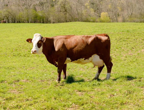 Vaca em um prado — Fotografia de Stock