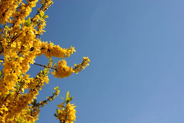 Tree blossoms on a blue sky — Stock Photo, Image