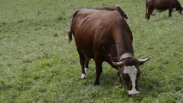 Vaca en los pastos de montaña — Vídeo de stock