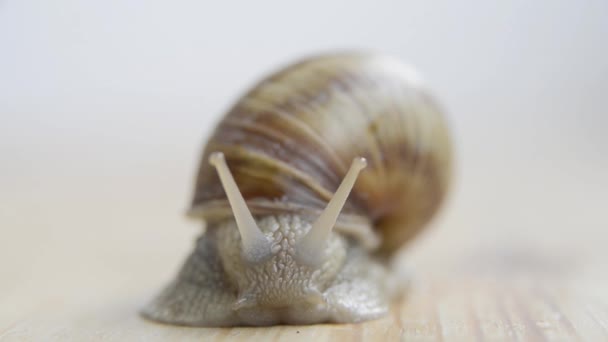 Caracol em madeira — Vídeo de Stock